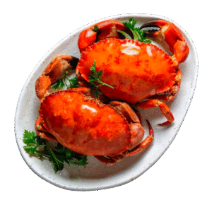 tigrillo
